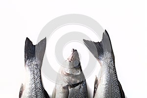 Three fresh sea bass on a light background. Head and two tails.