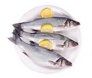 Three fresh seabass fish on plate.