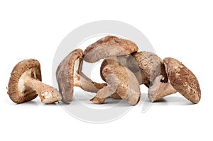 Three fresh shiitake mushrooms