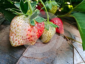 Three fresh strawberrys in the garden