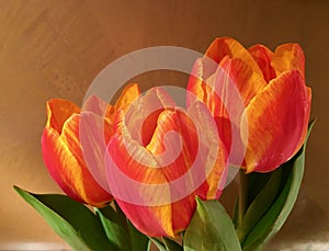 Three fresh tulips in bright orange in front of a brown wall