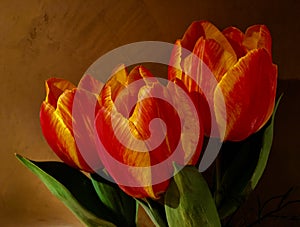 Three fresh tulips in bright orange in front of a brown wall