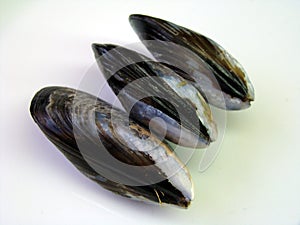 Three Fresh Wild Mussels