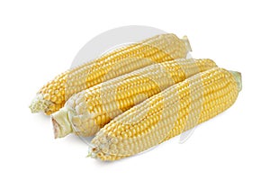Three fresh yellow ears of corn isolated on white background