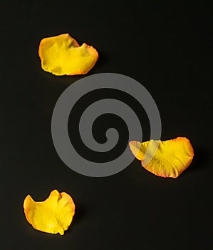 Three fresh yellow rose petals with a red edge are evenly scattered on a dark surface.