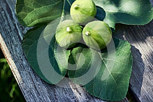 Three freshly picked figs on a fig leaf and a wooden bench in dappled sunshine.