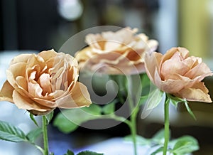 Three freshly picked peach color roses on display to brighten any interior environment