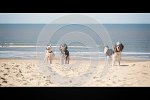 Three friends on the beach.