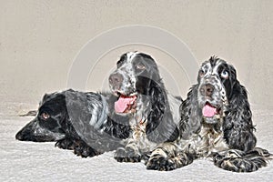 THree Friends, English Cocker Spaniels