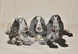 THree Friends, English Cocker Spaniels