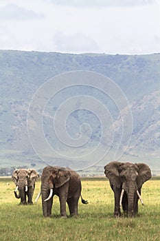 Three friends. Old elefants from crater. photo