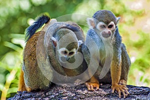 Three friends - Squirrel monkey - Saimiri sciureus photo
