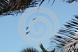 Three frigate birds flying overhead in formation