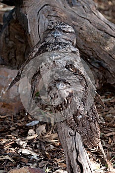 Three frogmouth birds