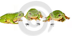 Three frogs and flies