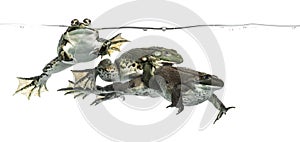 Three frogs under clear water, isolated