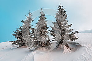 Three frosty firs