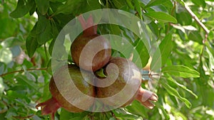 Three Fruits Of The Pomegranate On A Tree