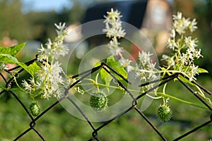 Three fruits of squirting or exploding cucumber in the frame of