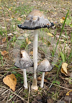Three funguses toadstools in autumn