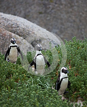 Three funny African penguin Spheniscus demersus on Boulders Beach near Cape Town South Africa walking between green