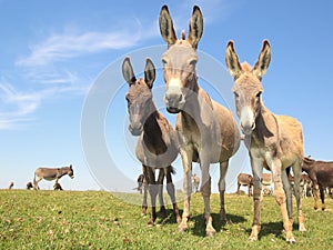 Three funny asses staring at the meadow photo