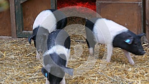 Three funny black and white pigs walk and play near their crib in rural yard