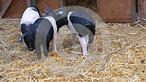 Three funny black and white pigs walk and play near their crib in rural yard