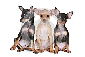 Three funny chihuahua puppy