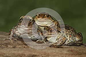 Three funny common Spadefoot toad Pelobates fuscus