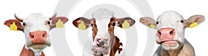 Three funny cow spotted isolated on a white background. Portrait of three cute cows. Farm animals