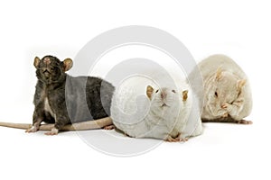 Cute pet rats on a white background