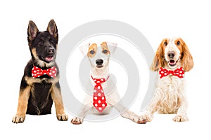 Three funny dogs in red ties