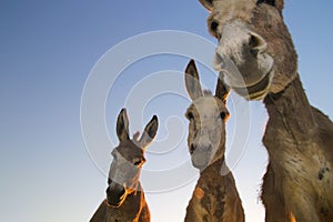 Three funny donkeys