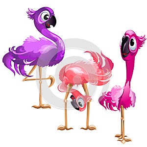 Three funny Flamingo isolated on white background. Vector cartoon close-up illustration.