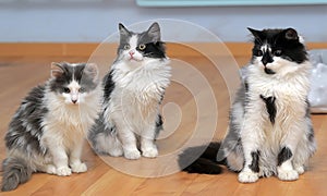 Three funny furry kitten