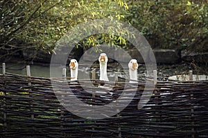 Three funny geese behind rustic fence