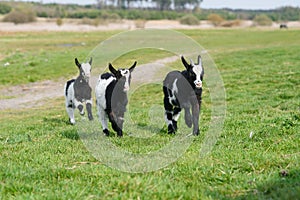 Three goat kids grazing on meadow, wide angle close photo with backlight sun.