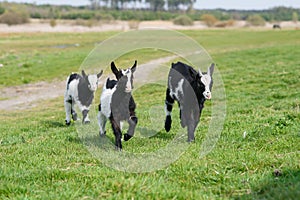 Three goat kids grazing on meadow, wide angle close photo with backlight sun.