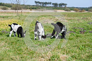 Three goat kids grazing on meadow, wide angle close photo with backlight sun.