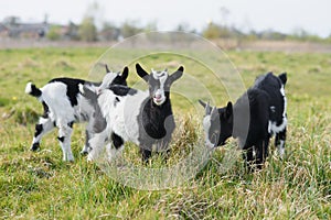 Three goat kids grazing on meadow, wide angle close photo with backlight sun.