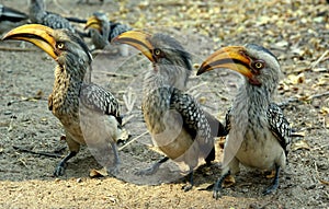 Three funny hornbills standing in a row