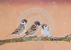 Three funny little Sparrow birds sitting on a branch in the Park