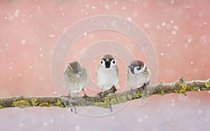 Three funny little Sparrow birds sitting on a branch in the Park