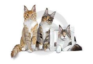 Row of three Maine Coon cat kittens, two sitting and third laying through a white picture frame, all looking straight in lens isol