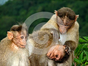 Three funny monkeys