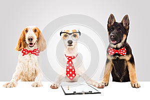 Three funny office dogs