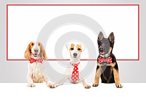 Three funny office dogs