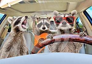 Three funny raccoon ride in the car