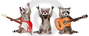 Three funny raccoons musicians standing with guitars